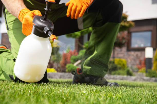 Best Local Pest Control Services  in Bellevue, NE